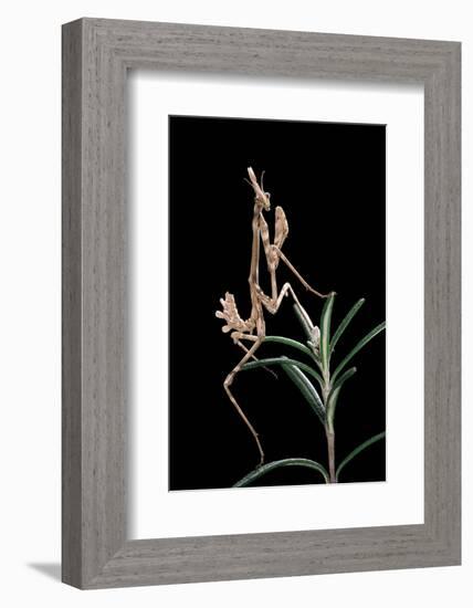 Empusa Pennata (Conehead Mantis) - Larva-Paul Starosta-Framed Photographic Print