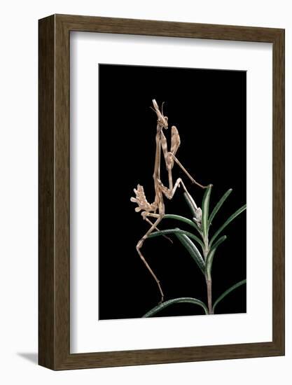 Empusa Pennata (Conehead Mantis) - Larva-Paul Starosta-Framed Photographic Print