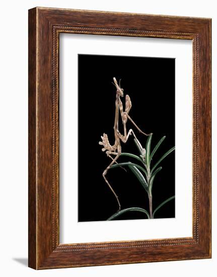 Empusa Pennata (Conehead Mantis) - Larva-Paul Starosta-Framed Photographic Print