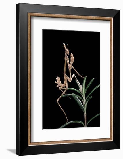 Empusa Pennata (Conehead Mantis) - Larva-Paul Starosta-Framed Photographic Print