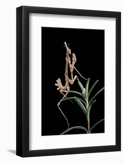Empusa Pennata (Conehead Mantis) - Larva-Paul Starosta-Framed Photographic Print