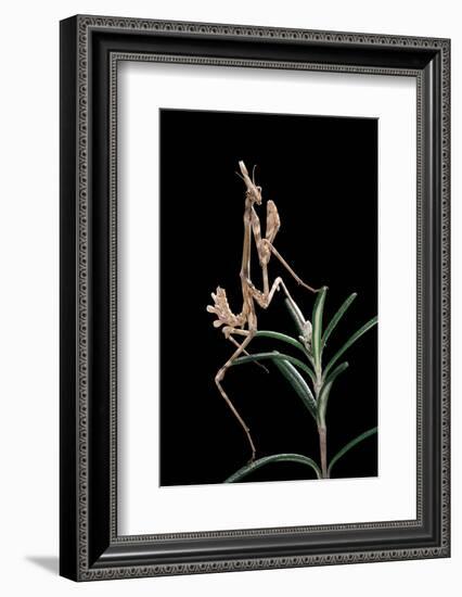 Empusa Pennata (Conehead Mantis) - Larva-Paul Starosta-Framed Photographic Print