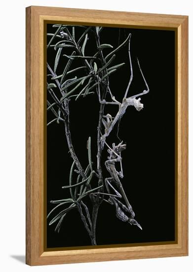 Empusa Pennata (Conehead Mantis) - Newly Emerged-Paul Starosta-Framed Premier Image Canvas