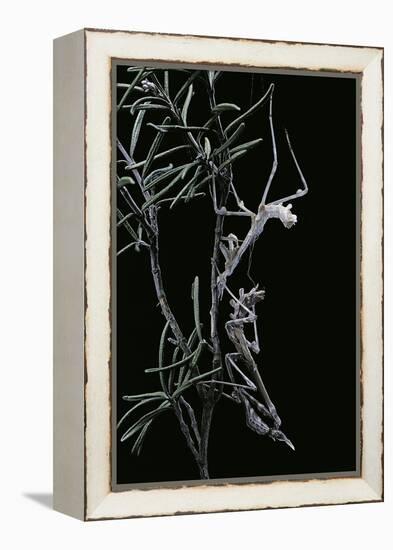 Empusa Pennata (Conehead Mantis) - Newly Emerged-Paul Starosta-Framed Premier Image Canvas
