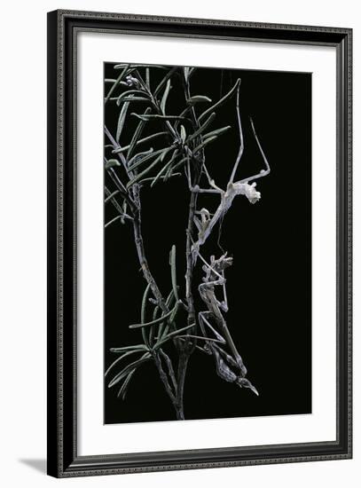 Empusa Pennata (Conehead Mantis) - Newly Emerged-Paul Starosta-Framed Photographic Print