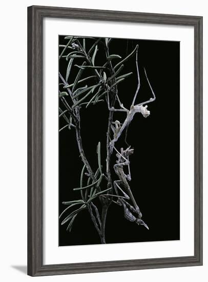 Empusa Pennata (Conehead Mantis) - Newly Emerged-Paul Starosta-Framed Photographic Print