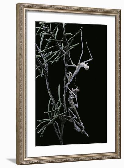 Empusa Pennata (Conehead Mantis) - Newly Emerged-Paul Starosta-Framed Photographic Print