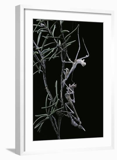 Empusa Pennata (Conehead Mantis) - Newly Emerged-Paul Starosta-Framed Photographic Print
