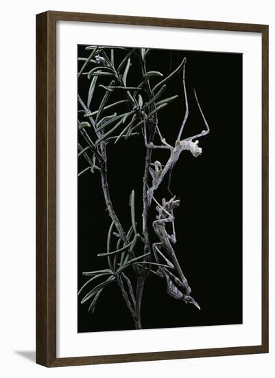 Empusa Pennata (Conehead Mantis) - Newly Emerged-Paul Starosta-Framed Photographic Print