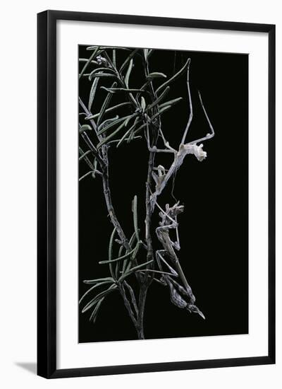 Empusa Pennata (Conehead Mantis) - Newly Emerged-Paul Starosta-Framed Photographic Print