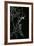 Empusa Pennata (Conehead Mantis) - Newly Emerged-Paul Starosta-Framed Photographic Print