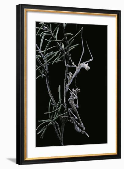 Empusa Pennata (Conehead Mantis) - Newly Emerged-Paul Starosta-Framed Photographic Print