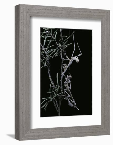 Empusa Pennata (Conehead Mantis) - Newly Emerged-Paul Starosta-Framed Photographic Print