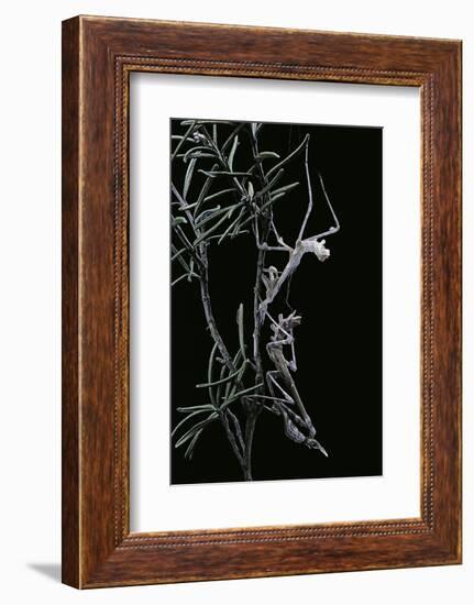 Empusa Pennata (Conehead Mantis) - Newly Emerged-Paul Starosta-Framed Photographic Print