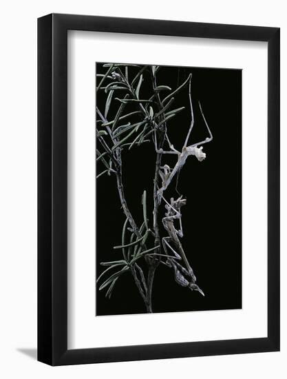 Empusa Pennata (Conehead Mantis) - Newly Emerged-Paul Starosta-Framed Photographic Print