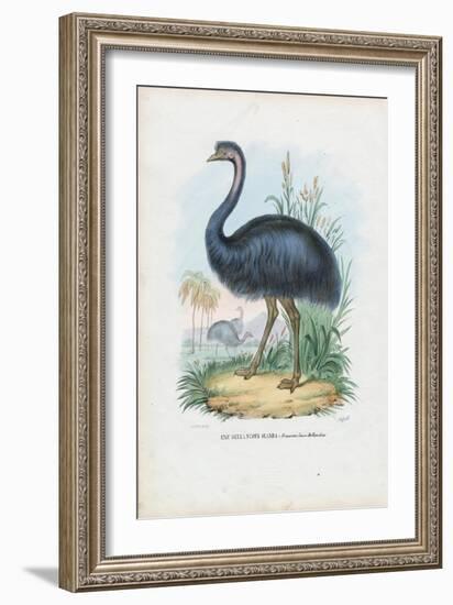 Emu, 1863-79-Raimundo Petraroja-Framed Giclee Print