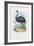 Emu, 1863-79-Raimundo Petraroja-Framed Giclee Print