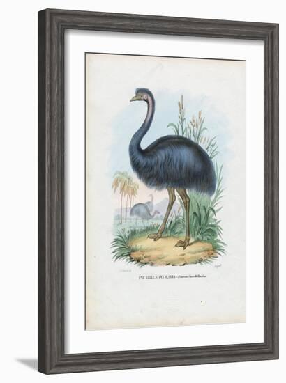 Emu, 1863-79-Raimundo Petraroja-Framed Giclee Print