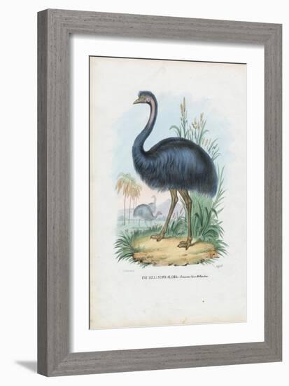 Emu, 1863-79-Raimundo Petraroja-Framed Giclee Print