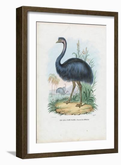 Emu, 1863-79-Raimundo Petraroja-Framed Giclee Print