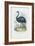 Emu, 1863-79-Raimundo Petraroja-Framed Giclee Print