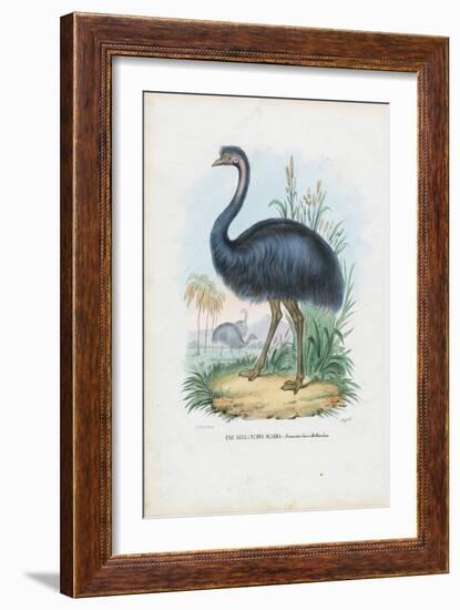 Emu, 1863-79-Raimundo Petraroja-Framed Giclee Print