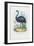 Emu, 1863-79-Raimundo Petraroja-Framed Giclee Print