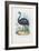 Emu, 1863-79-Raimundo Petraroja-Framed Giclee Print