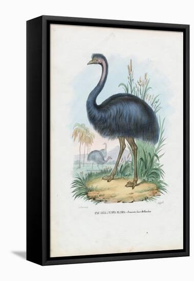 Emu, 1863-79-Raimundo Petraroja-Framed Premier Image Canvas