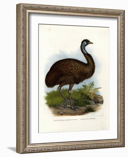 Emu, 1864-null-Framed Giclee Print