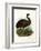 Emu, 1864-null-Framed Giclee Print