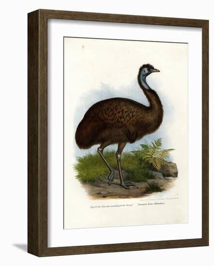 Emu, 1864-null-Framed Giclee Print