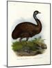 Emu, 1864-null-Mounted Giclee Print