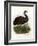 Emu, 1864-null-Framed Giclee Print