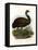 Emu, 1864-null-Framed Premier Image Canvas