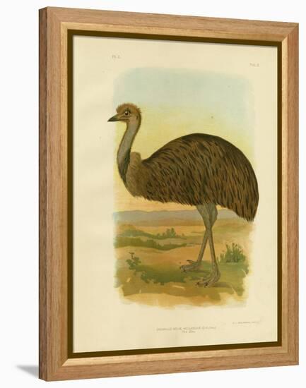 Emu, 1891-Gracius Broinowski-Framed Premier Image Canvas