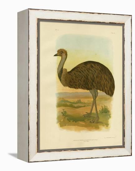 Emu, 1891-Gracius Broinowski-Framed Premier Image Canvas