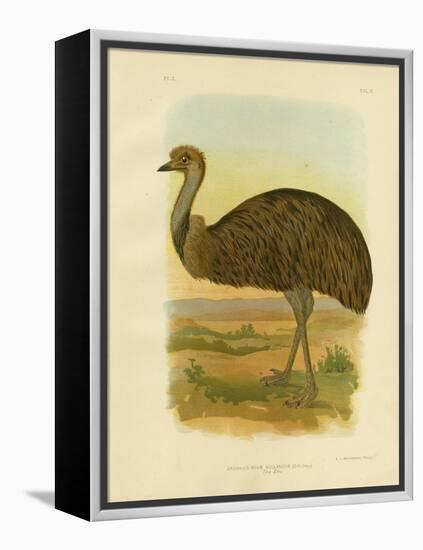 Emu, 1891-Gracius Broinowski-Framed Premier Image Canvas