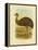 Emu, 1891-Gracius Broinowski-Framed Premier Image Canvas