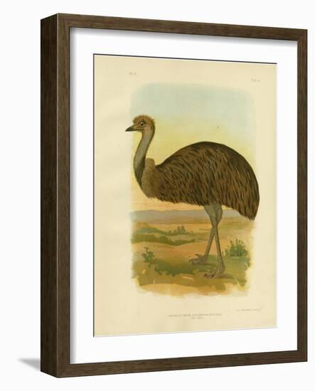 Emu, 1891-Gracius Broinowski-Framed Giclee Print