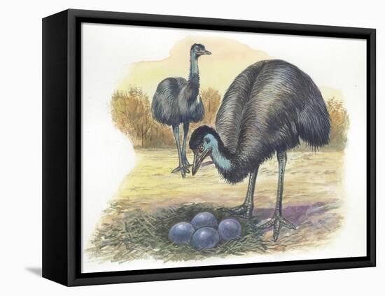 Emu Dromaius Novaehollandiae at Nest with Eggs-null-Framed Premier Image Canvas