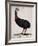 Emu or Cassowary (Emeu-null-Framed Giclee Print