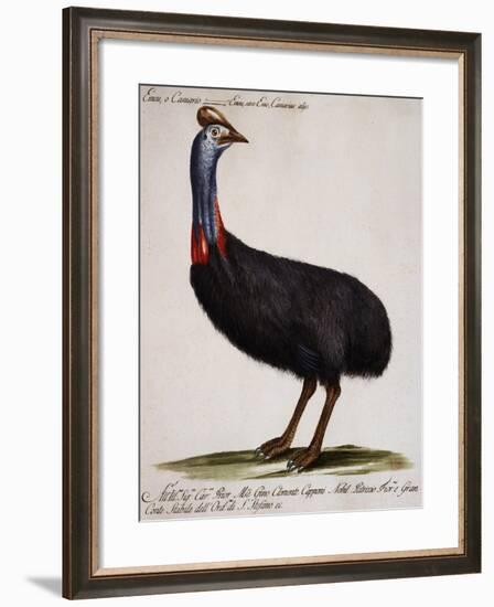 Emu or Cassowary (Emeu-null-Framed Giclee Print