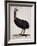 Emu or Cassowary (Emeu-null-Framed Giclee Print