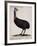 Emu or Cassowary (Emeu-null-Framed Giclee Print