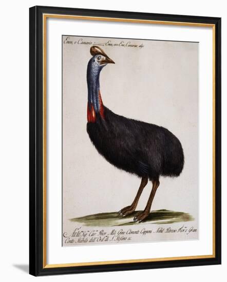 Emu or Cassowary (Emeu-null-Framed Giclee Print