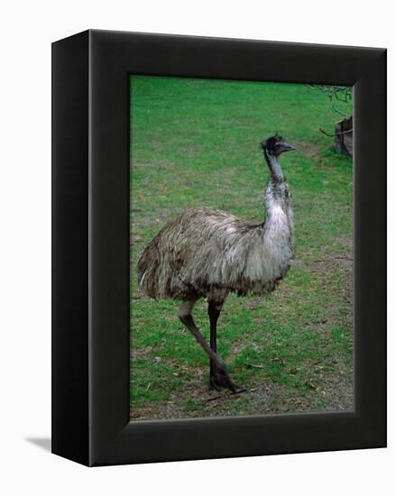 Emu Portrait, Australia-Charles Sleicher-Framed Premier Image Canvas