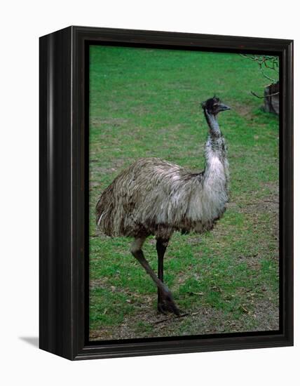 Emu Portrait, Australia-Charles Sleicher-Framed Premier Image Canvas