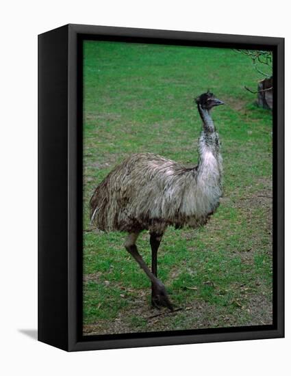 Emu Portrait, Australia-Charles Sleicher-Framed Premier Image Canvas