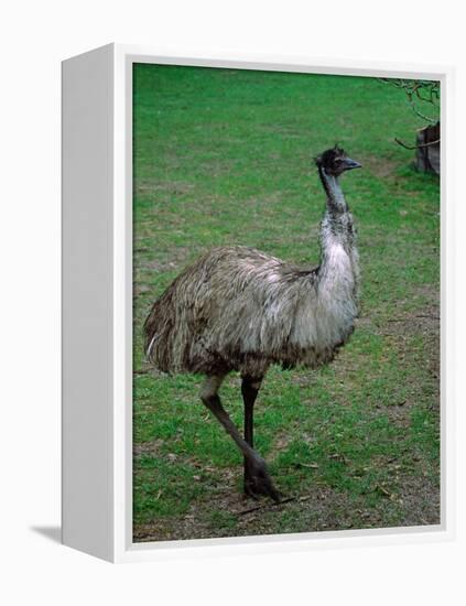 Emu Portrait, Australia-Charles Sleicher-Framed Premier Image Canvas